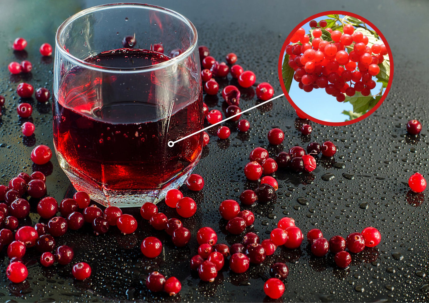 Cranberry Juice A Tasty Way to Support Cardiovascular Health & Blood