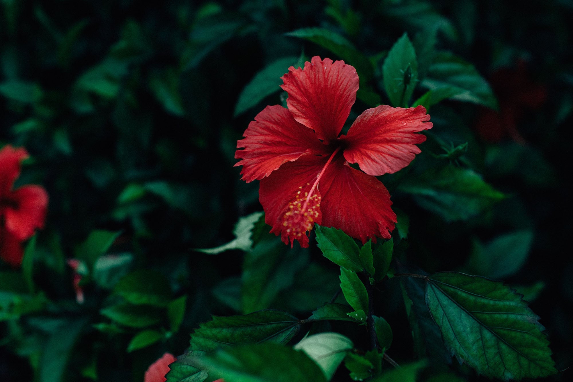 Hibiscus Is More Than Just a Pretty Flower - 120/Life